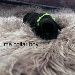 Lime Green - Black male Cane Corso puppy in Fritch, Texas from Carrie Brown's Cane Corsos