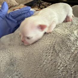 Baby Boy 2 - White male Maltese puppy in Gilbert, Arizona from Bijou Babydoll Maltese