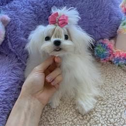 Sushi korean 5500 - White female Maltese puppy in Miami, Florida from Natalias Tiny Chihuahuas