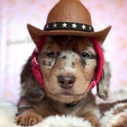 Doctor Barbie - Dapple female Dachshund puppy in Chandler, Arizona from Vonaducci Doxies, LLC.