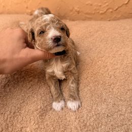 Mateo - Apricot male Poodle puppy in Miami, Florida from Sakura Poodles