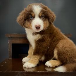 Pippa - Red tri female Miniature Australian Shepherd puppy in Liberty, South Carolina from Alexander Canines