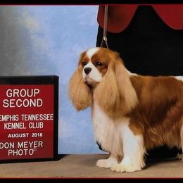 Cavalier King Charles Spaniel Puppies from Castlemar Cavaliers