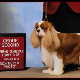Cavalier King Charles Spaniel Puppies from Castlemar Cavaliers