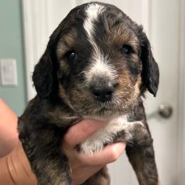 Blue collar - Brown merle male Aussiedoodle puppy in Melrose, Florida from Howdilly Doodley