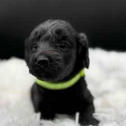 Ebony - Black female Goldendoodle puppy in Hayden, Alabama from Agape Southern Farms