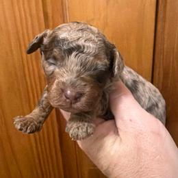 Blossom - Merle female Cockapoo puppy in Connersville, Indiana from MoonShine Babies