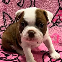 Boston Terrier Puppies from Heather's Boston Babies