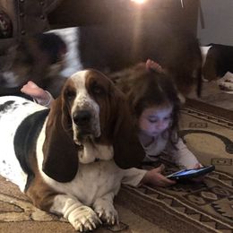 Jar - Basset Hound