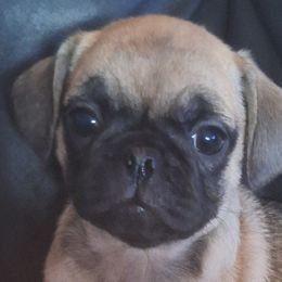 Pugs from McNulty La Bouji