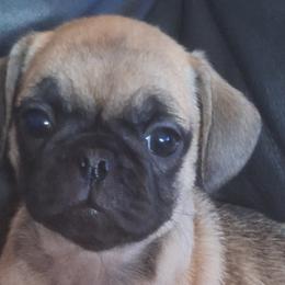 Pugs from McNulty La Bouji