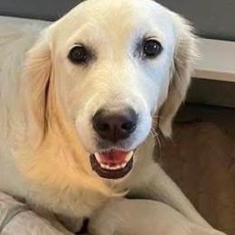 Abby - Golden Retriever