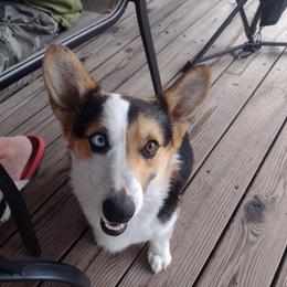 Jaxxon - Pembroke Welsh Corgi