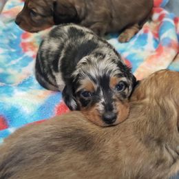 Dapple boy - Black and tan male Dachshund puppy in Osawatomie, Kansas from Lindsays long haired doxies