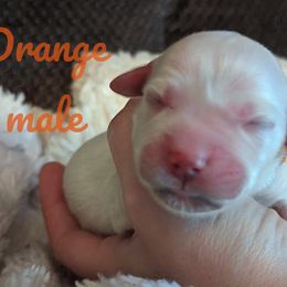 Golden Retriever Puppies from Heckmans English Cream Golden Retrievers