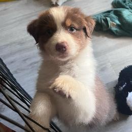 Glory (Orange) - Red tri-color female Australian Shepherd puppy in Navasota, Texas from Triple MMM Kennel