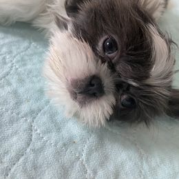 Shih Tzu Puppies from LaDawn’s Little Lions
