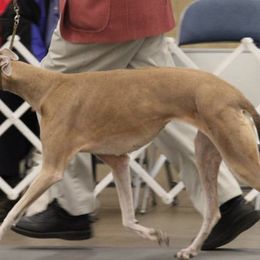 Greyhounds from Eyrie Hounds