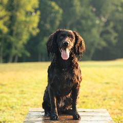 Pearl - Boykin Spaniel