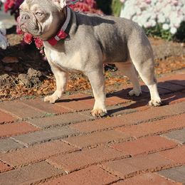 French Bulldog and Poodle All Grown Up from Poos&Bulls Keepsake