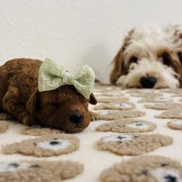 Cavapoo, Cockapoo, Goldendoodle, and Maltipoo Puppies from Perdue Puppies