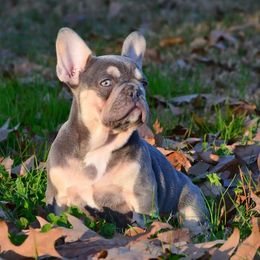 Lola - French Bulldog