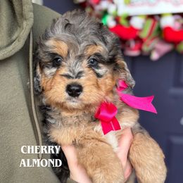 Cherry Almond - Blue merle female Bernedoodle puppy in Herriman, Utah from Gypsi Doodles & Poodles LLC.