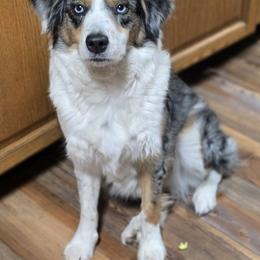 Suki - Blue merle female Miniature Australian Shepherd puppy in Orrtanna, Pennsylvania from Mountain Top Shepherd's
