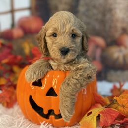 Apple, Red Collar - Red  female Goldendoodle puppy in Lake Panasoffkee, Florida from Donnas Deluxe Doodles LLC
