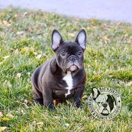 French Bulldog Puppies from Mac’s Finest Bulldogs
