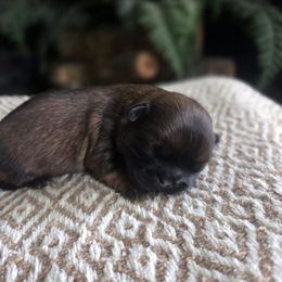 Boy 2 - Brindle male Shih Tzu puppy in Smithville, Georgia from The Luckie Puppy