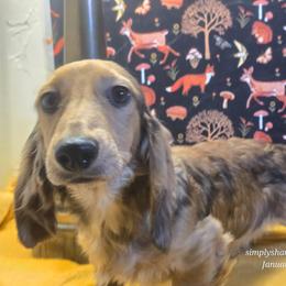 Grumpy - Cream male Dachshund puppy in Willard, Utah from Simply Sharing Love