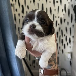 Shih Tzu Puppies from Shihtzus.Sc