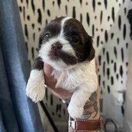 Shih Tzu Puppies from Shihtzus.Sc
