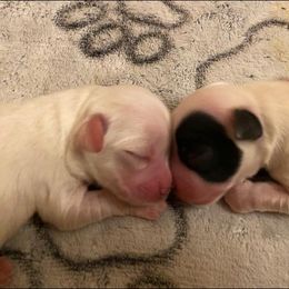 Coton de Tulear Puppies from Abbie Nielsen