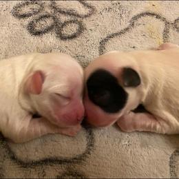 Coton de Tulear Puppies from Abbie Nielsen