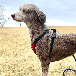 Poodles from Adventure Abounds Standards