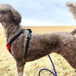 Poodles from Adventure Abounds Standards