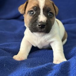 Russell Terrier Puppies from Claddagh Pastures