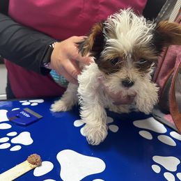 Yorkshire Terriers from Renee’s pawfectly pampered yorkies