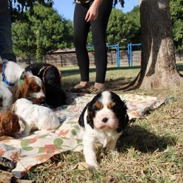 Cavalier King Charles Spaniel Puppies from Critter's Cottage Cavaliers