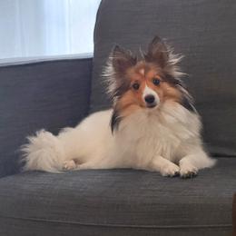 Shetland Sheepdog puppies from Huckleberry Farms Shelties