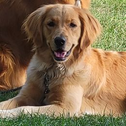 Golden Retrievers from Sandy GOODWIN