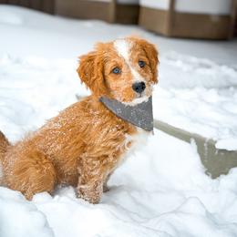 Paris - female Australian Mountain Doodle puppy in Pittsburgh, Pennsylvania from WestPenn Doodles LLC