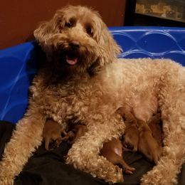 Meghan - Goldendoodle