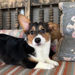 Tri boy 5 - Black and tan male Pembroke Welsh Corgi puppy in Surprise, Arizona from Ruff and Rowdy Corgis