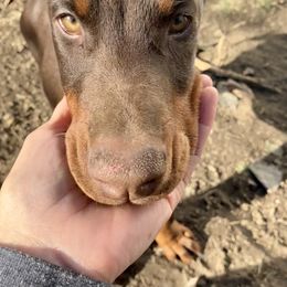 "TIKO" Doberman Pinscher Puppies from Von Schaaf Haus DuPree