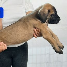 AKC PUP 311 - Fawn male Mastiff puppy in Ava, Missouri from Ozark Mountain Mastiffs
