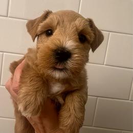 Rita - Wheaten female Miniature Schnauzer puppy in Grayson, Kentucky from Seventh Heaven Schnauzers