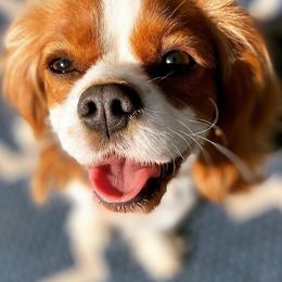 Cavalier King Charles Spaniels from Little Farm Pets